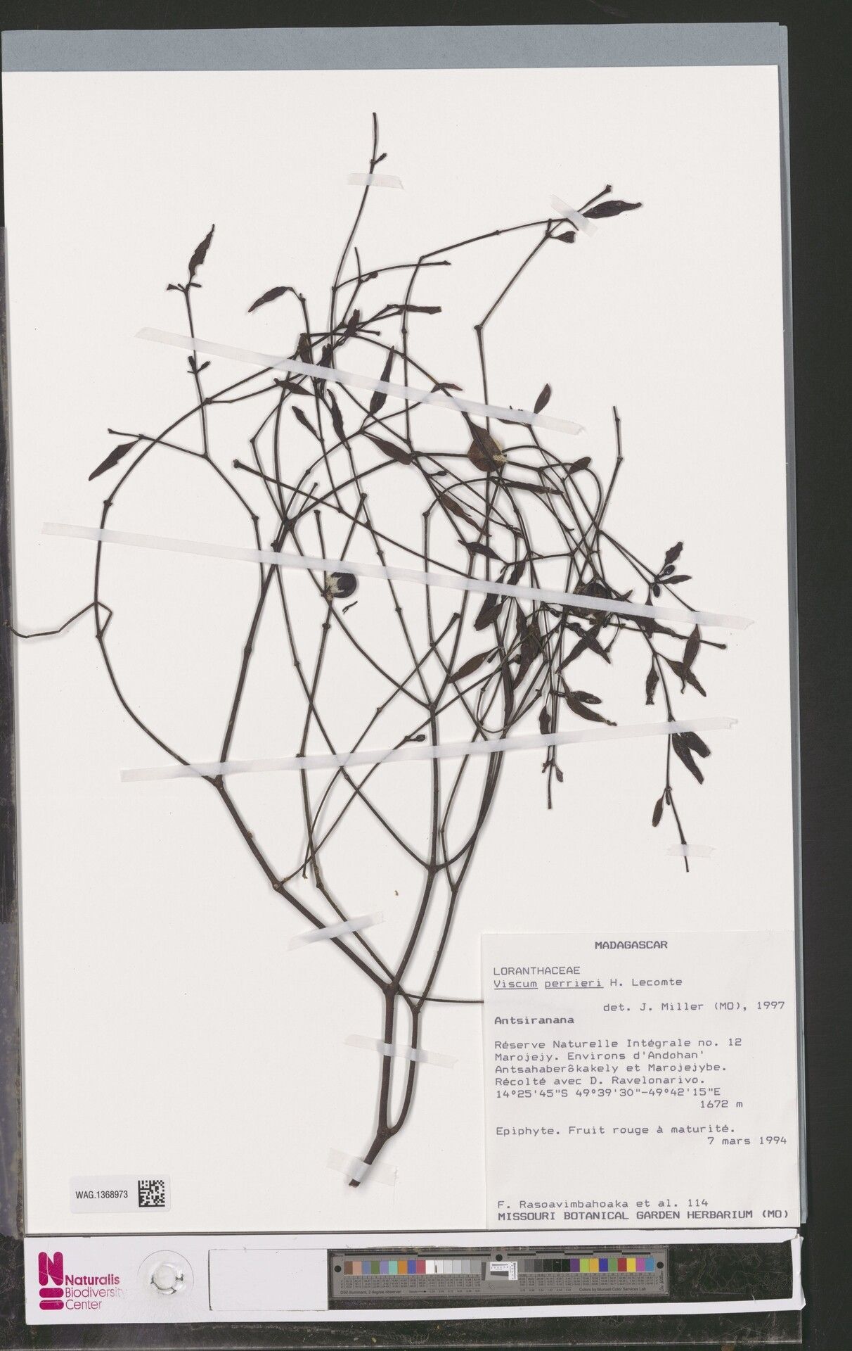 Viscum perrieri — houseplant care guide