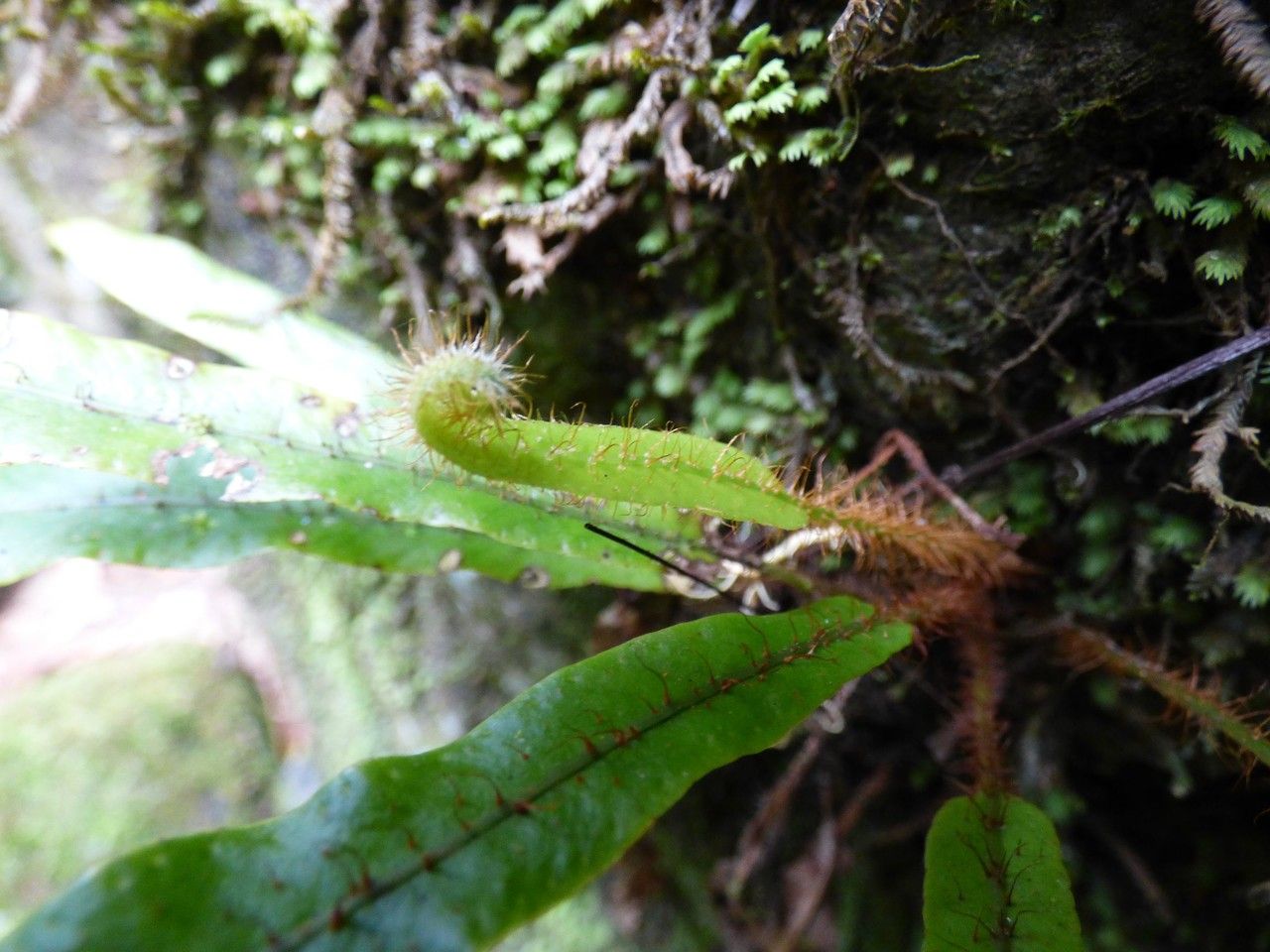 Elaphoglossum aubertii — houseplant care guide