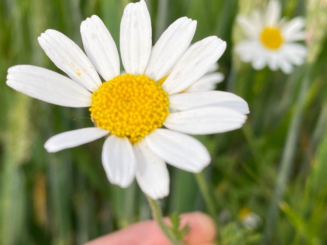 Anthemis austriaca flower