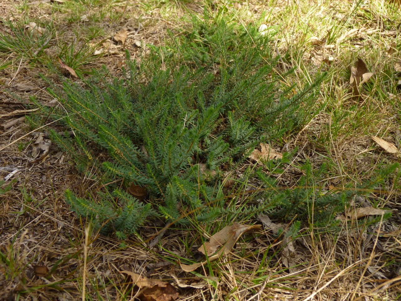 Thymelaea coridifolia habit