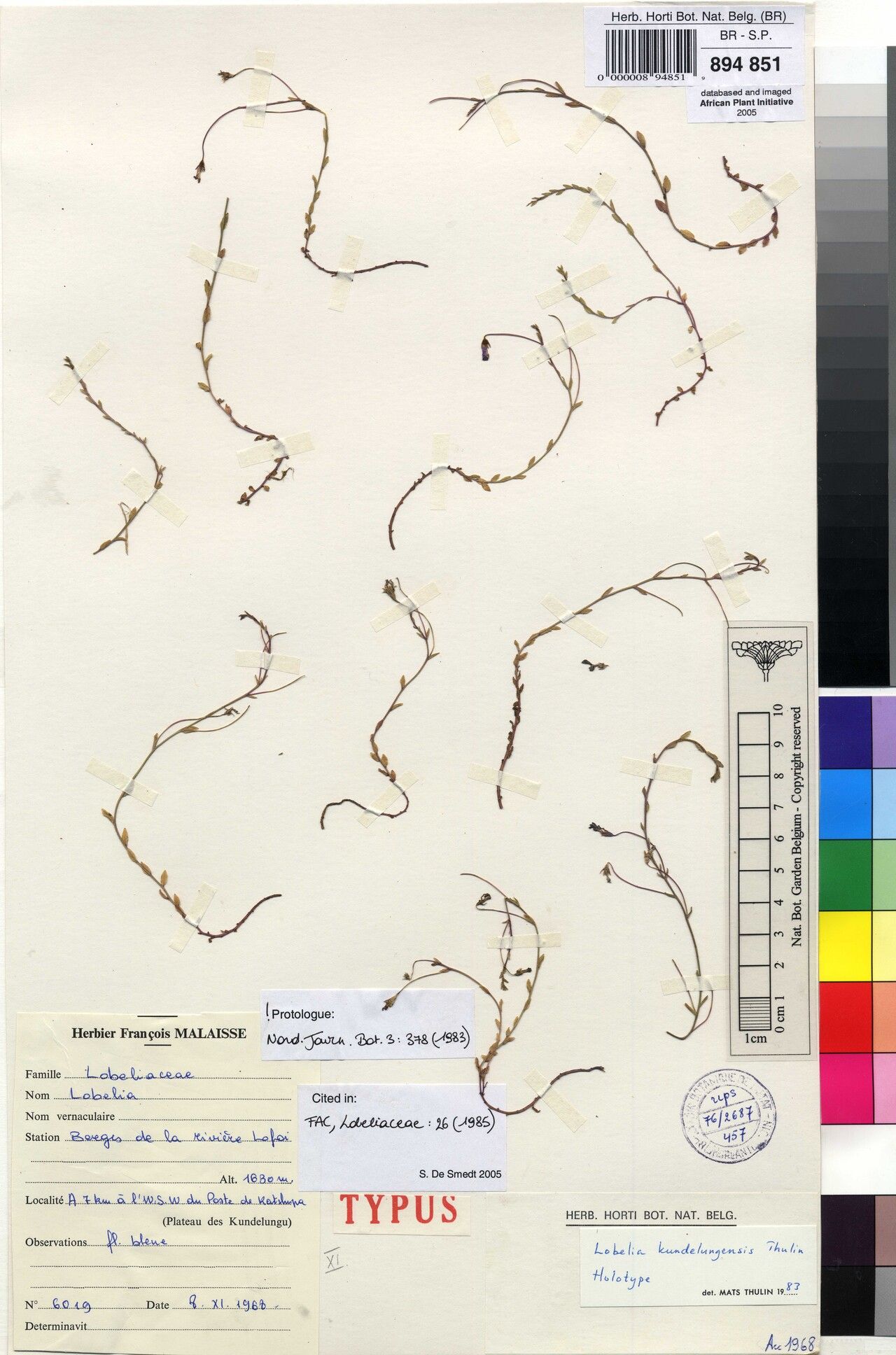 Lobelia kundelungensis — houseplant care guide