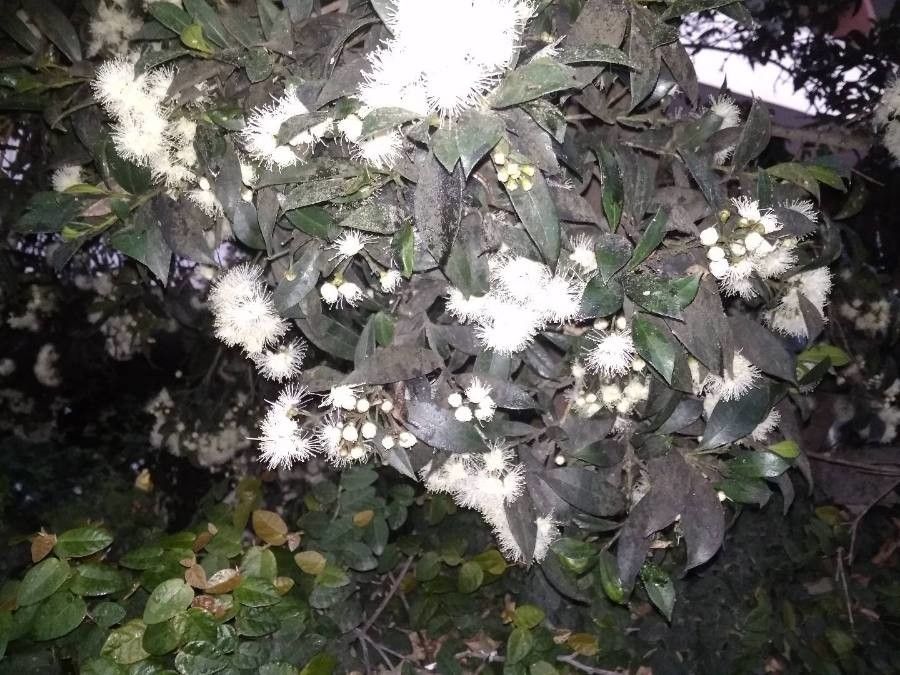 Amomyrtus meli flower