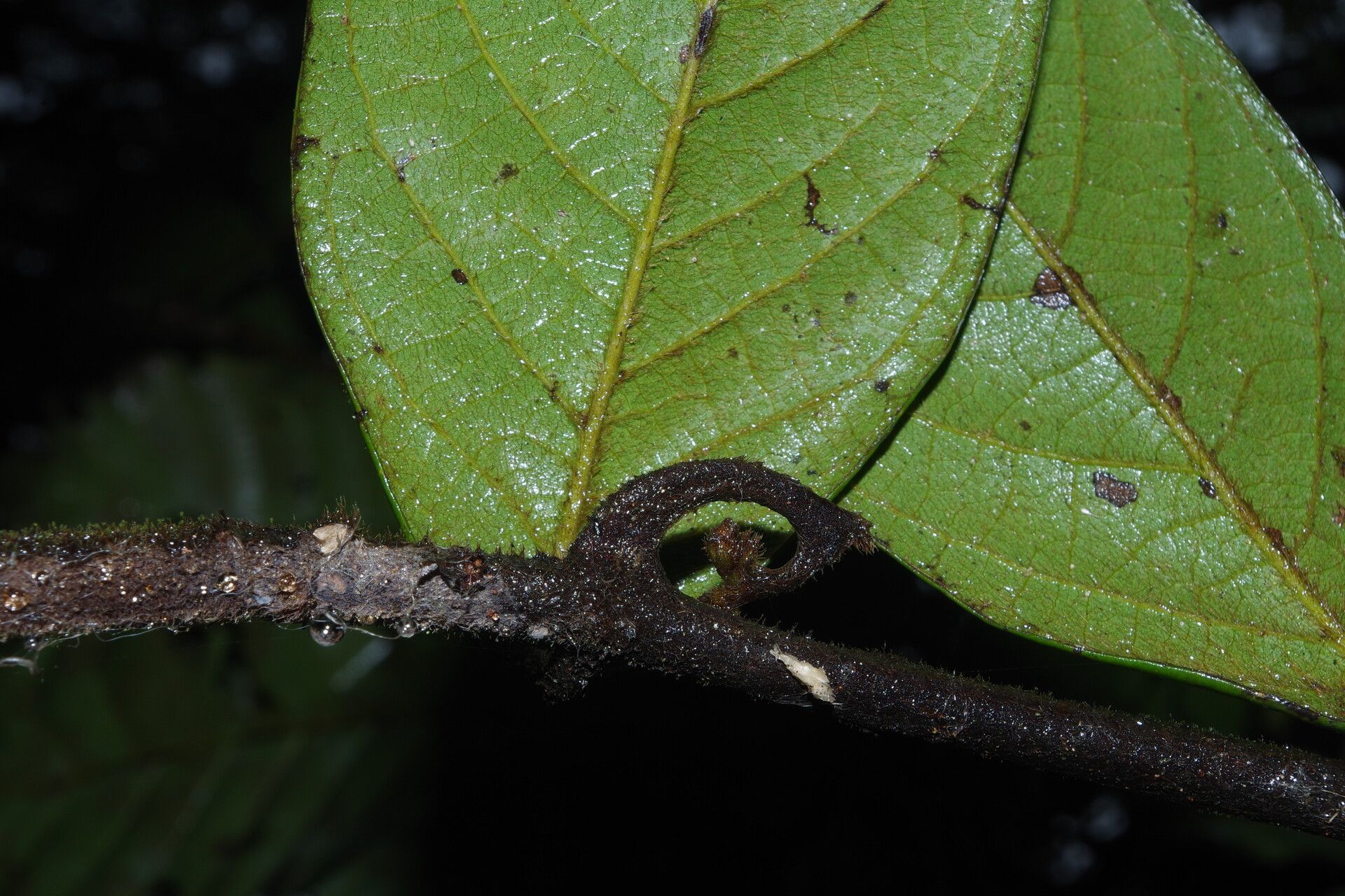 Artabotrys pierreanus leaf