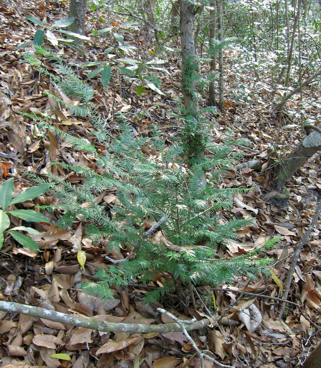Taxus floridana habit
