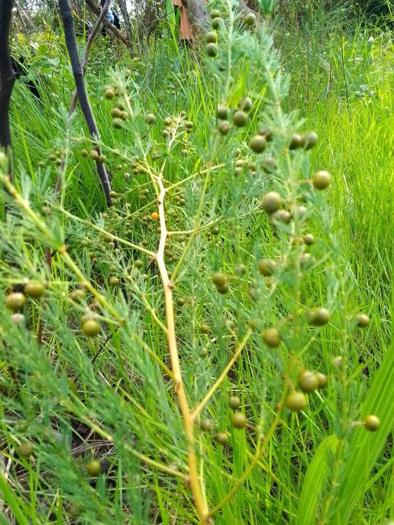 Asparagus flagellaris — houseplant care guide