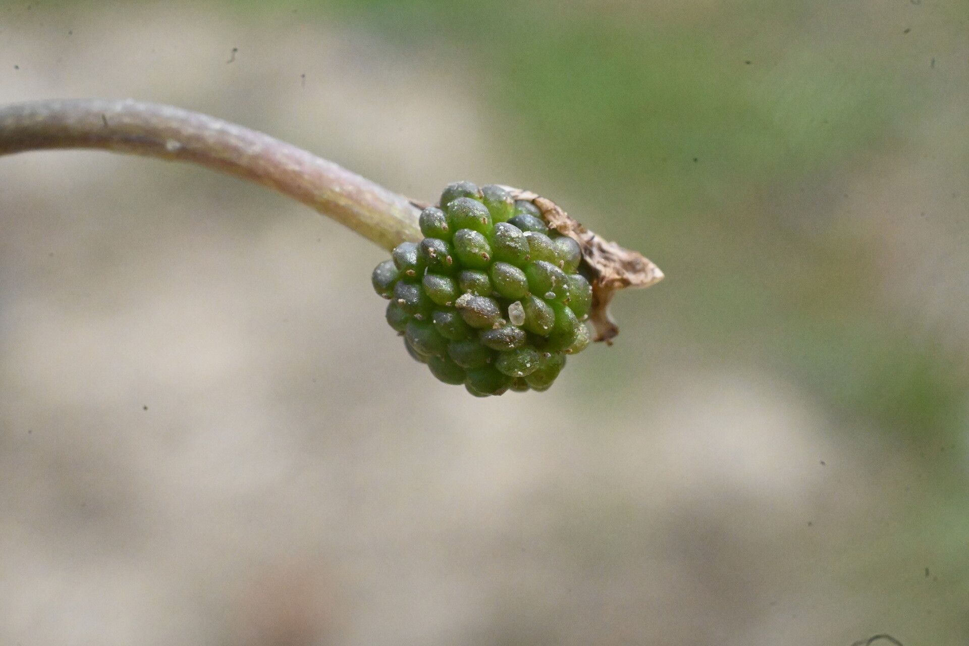 Ranunculus peltatus fruit