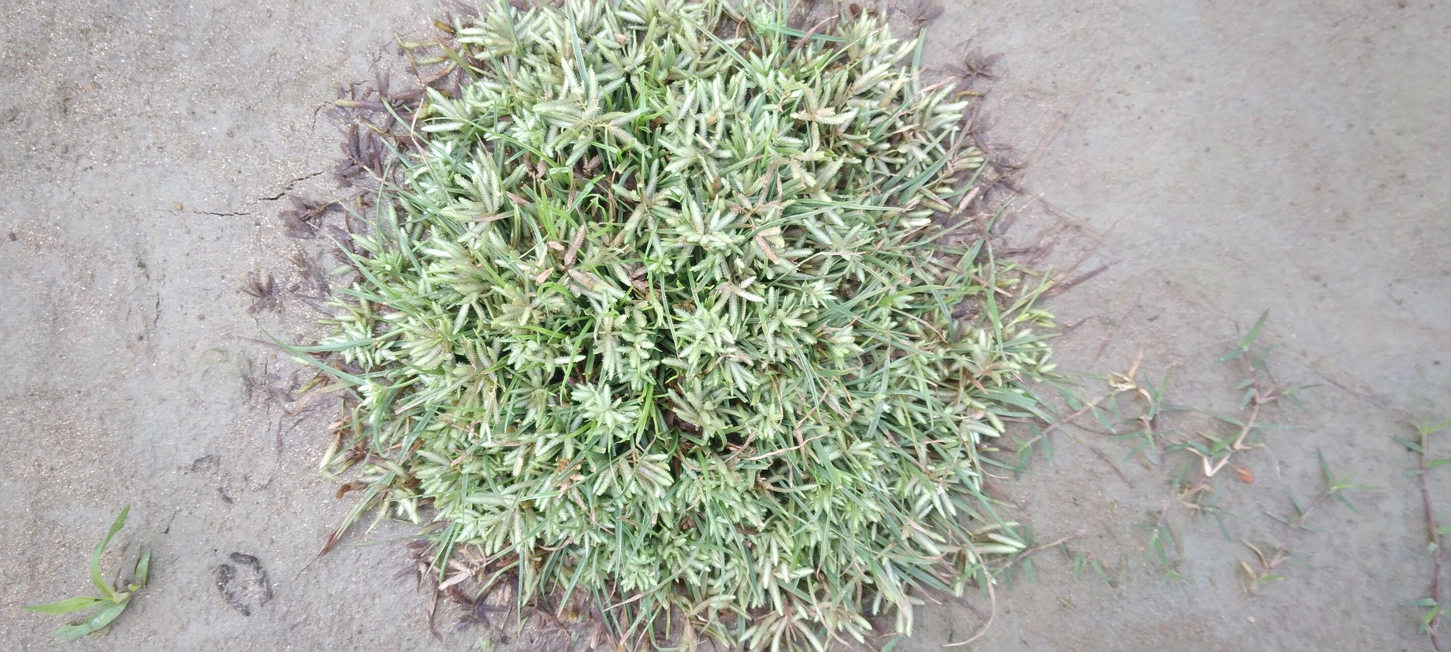Cyperus pumilus habit