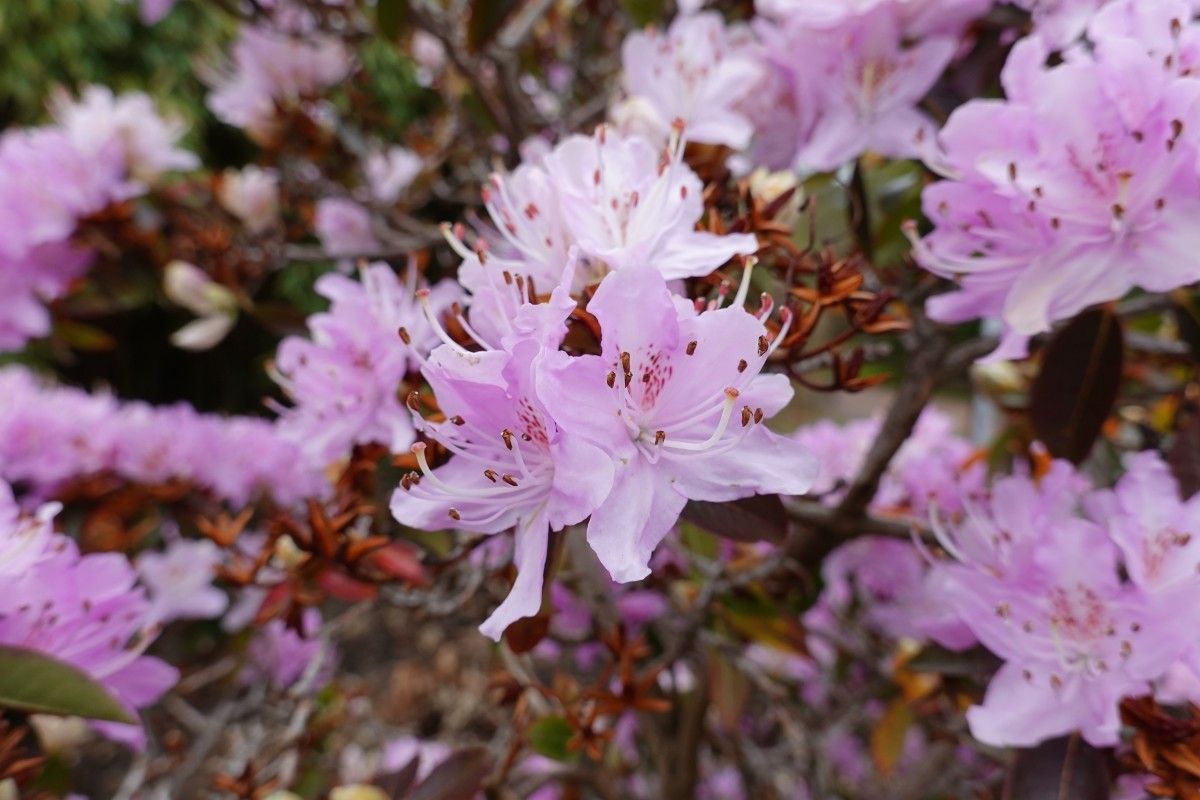 Rhododendron siderophyllum flower