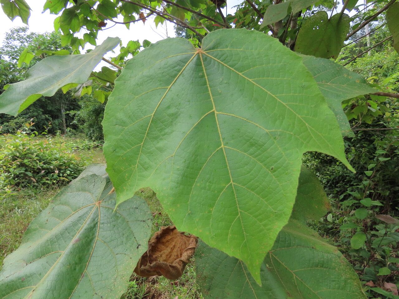 Croton smithianus leaf