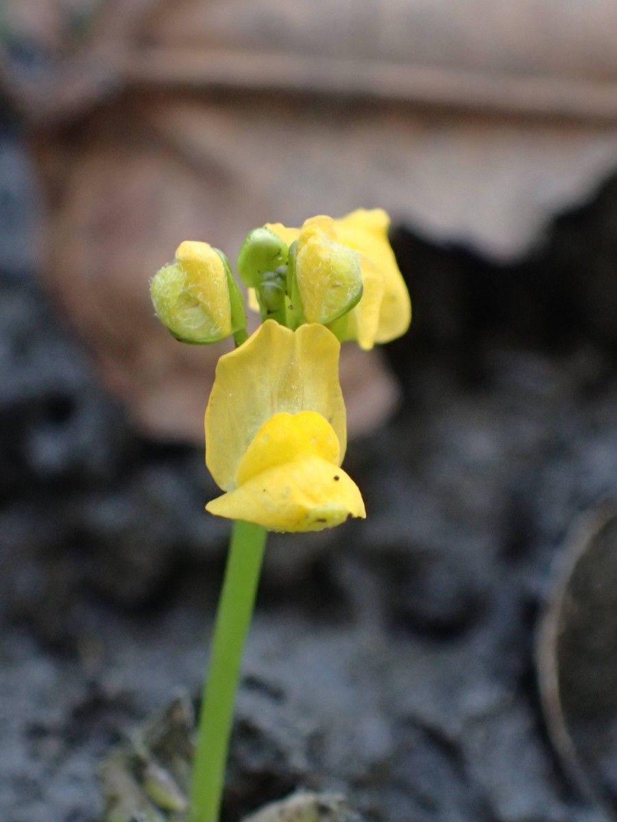 Utricularia stellaris flower