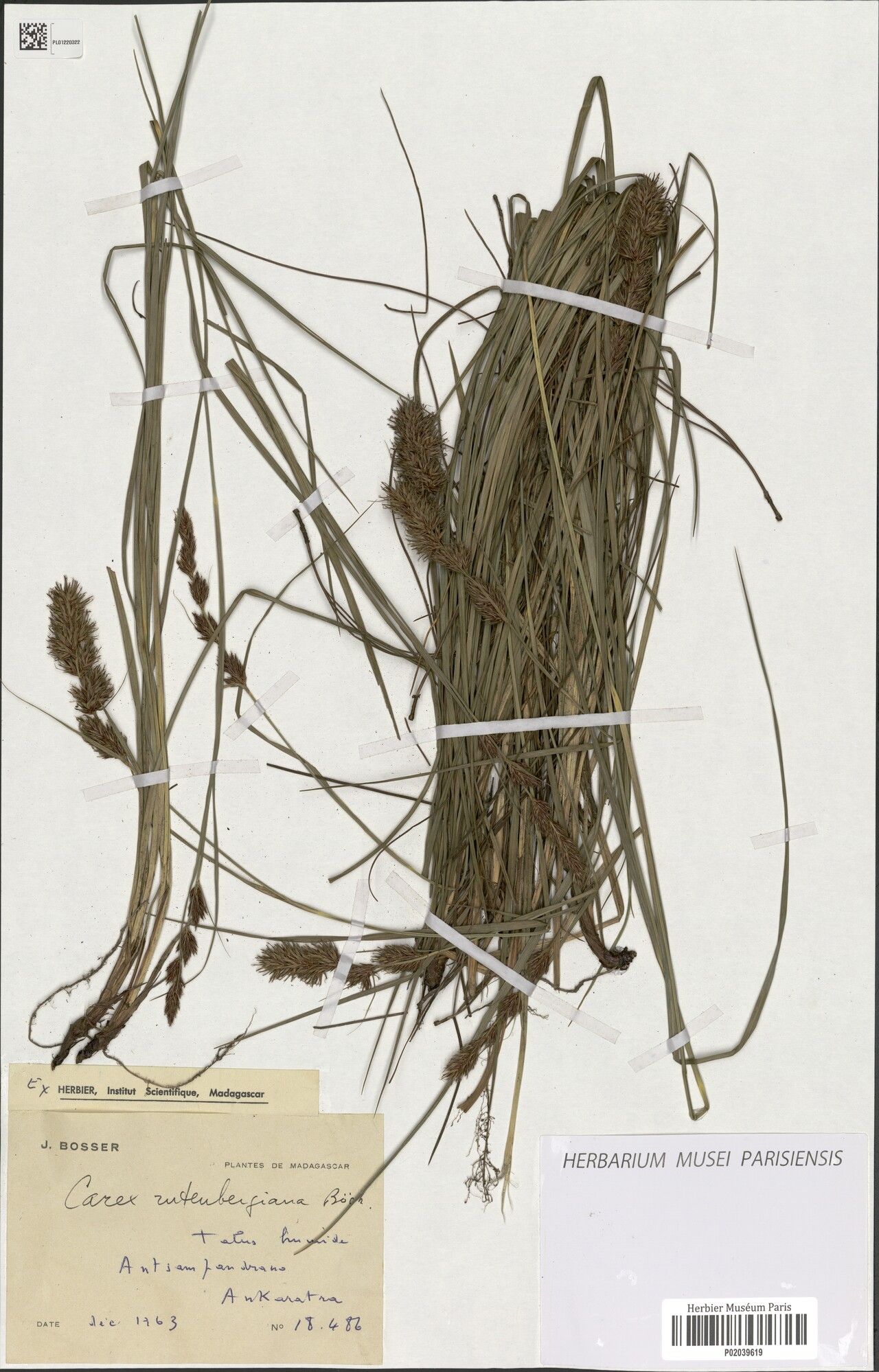 Carex rutenbergiana — houseplant care guide