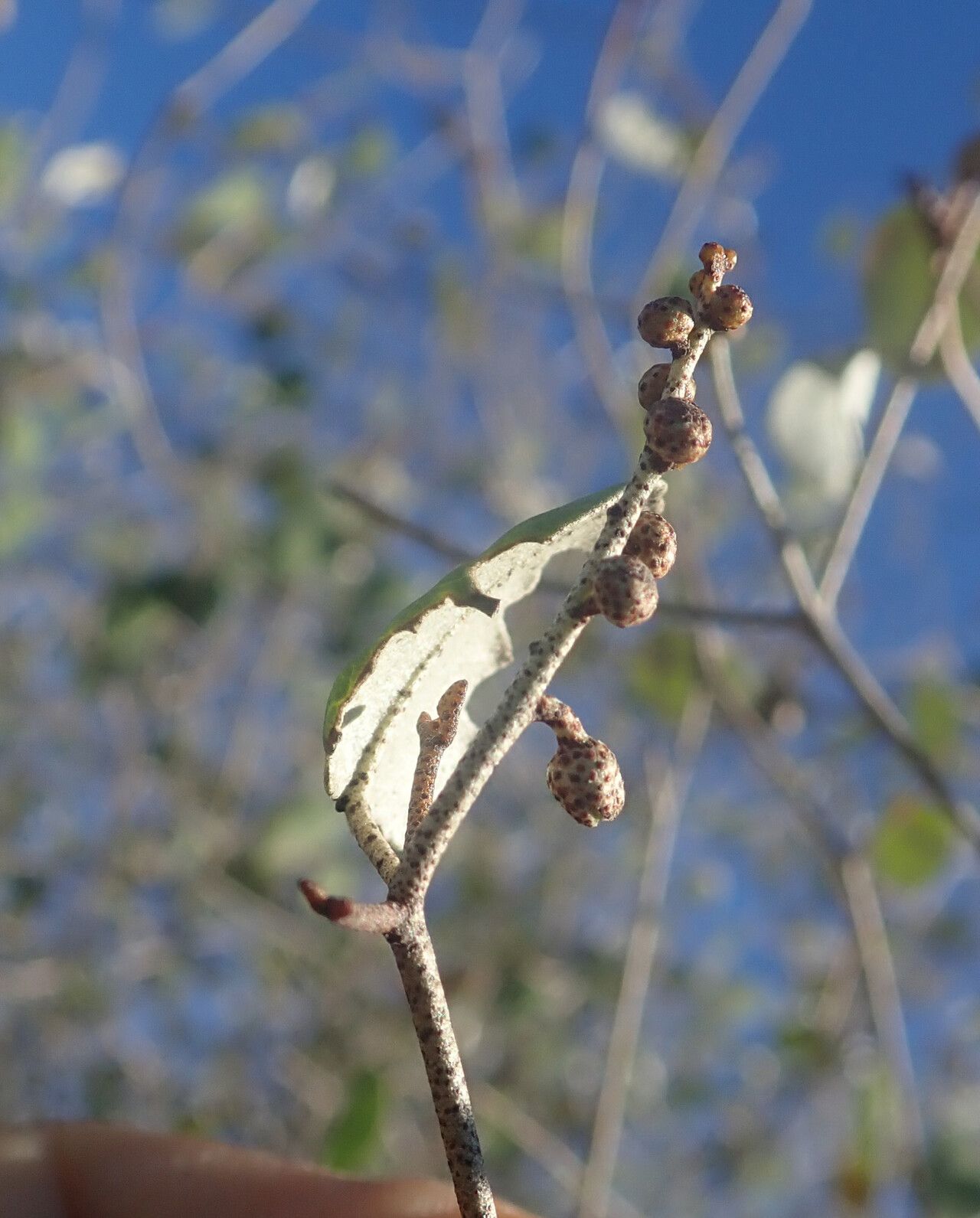 Croton miarensis fruit