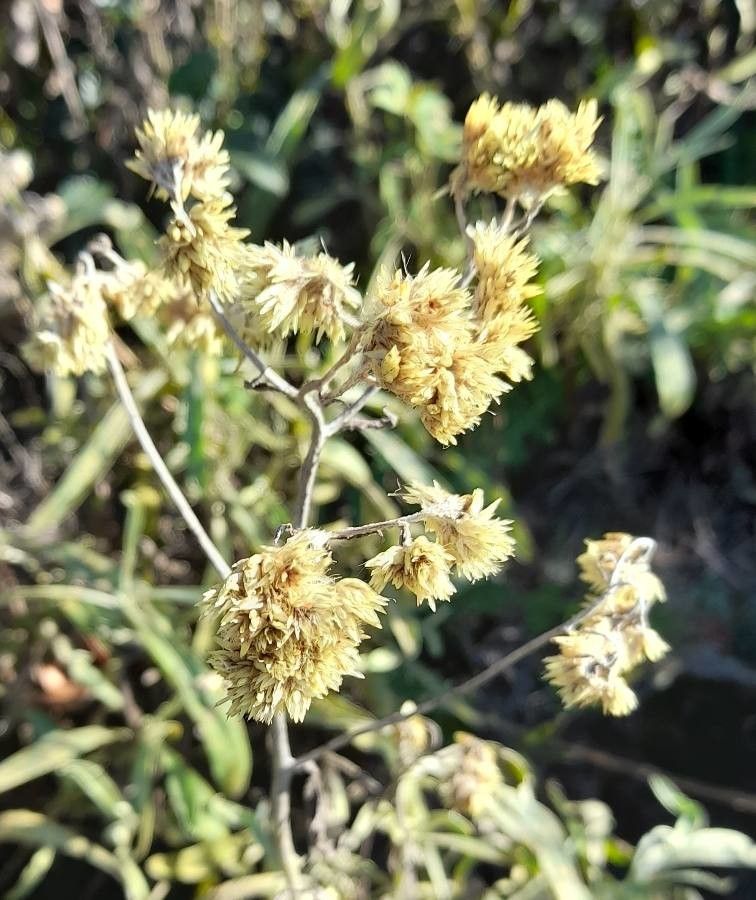 Achyrocline satureioides flower