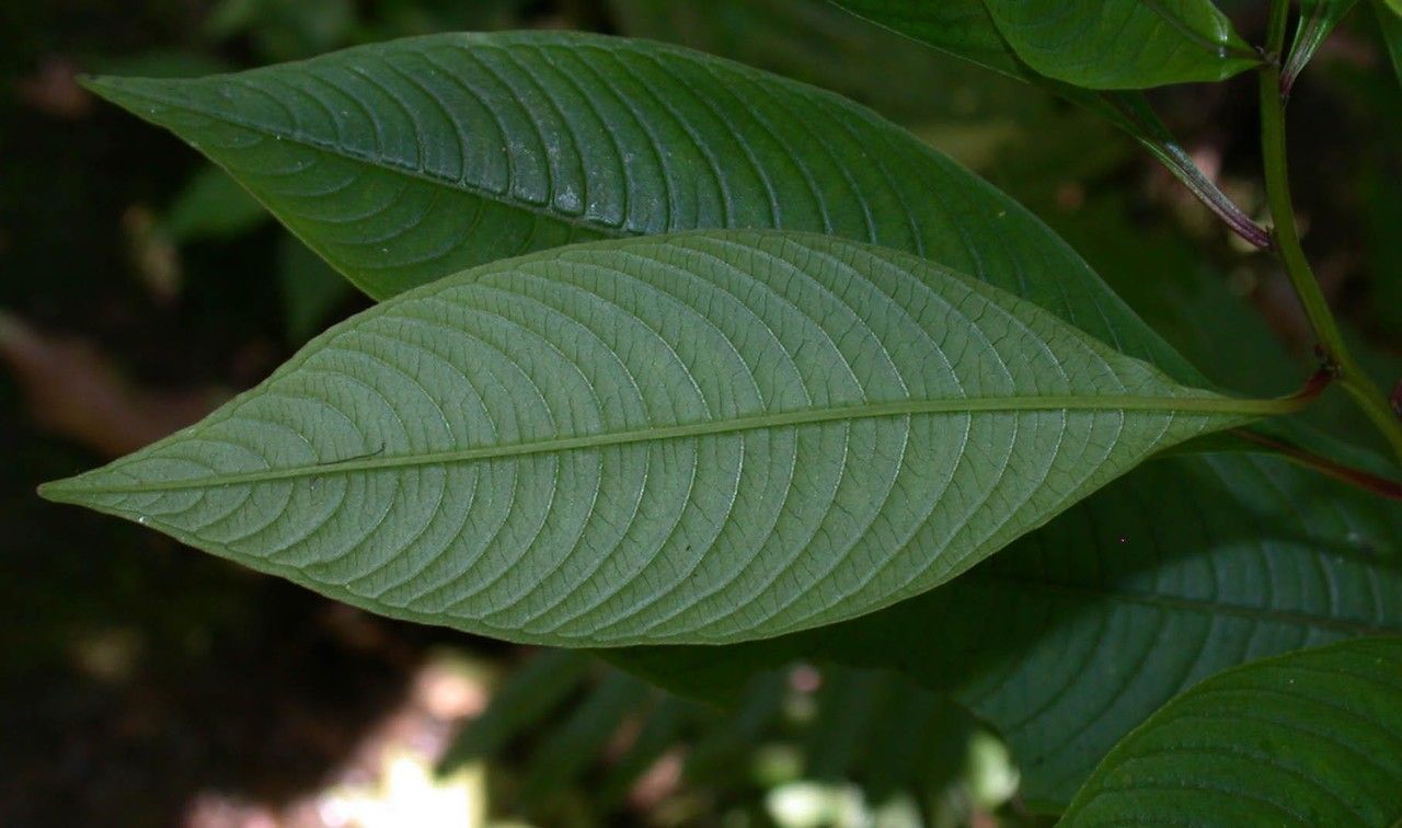 Ludwigia latifolia — search result for 'Ludwigia'