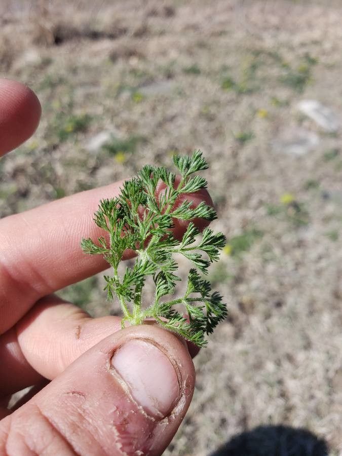 Pseudocymopterus montanus leaf