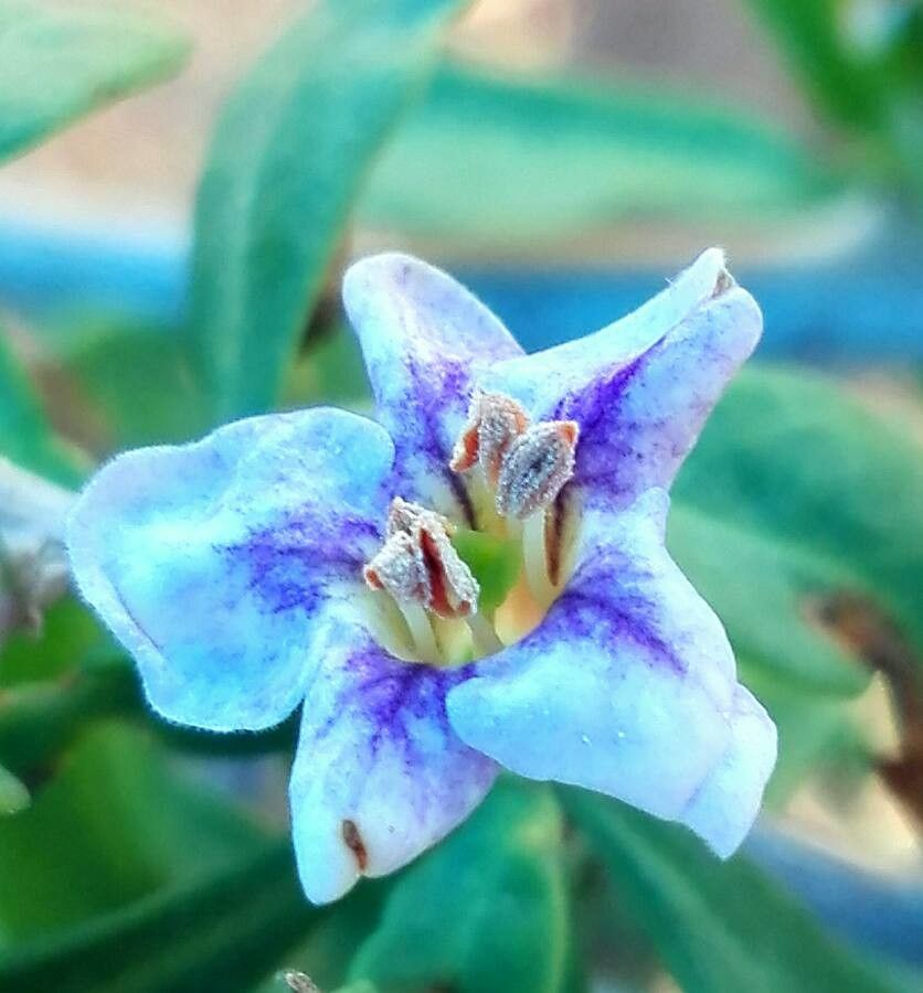 Lycium europaeum flower