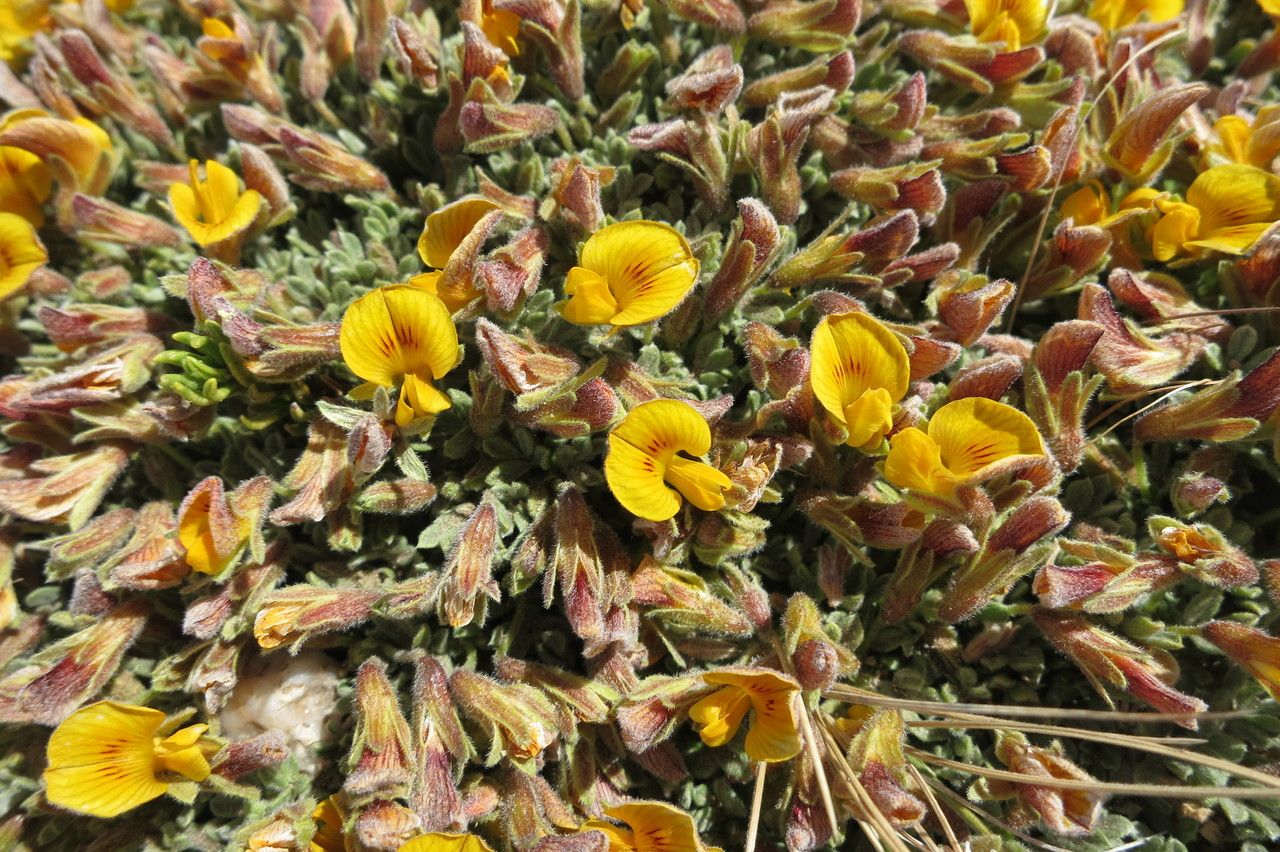 Adesmia ameghinoi habit