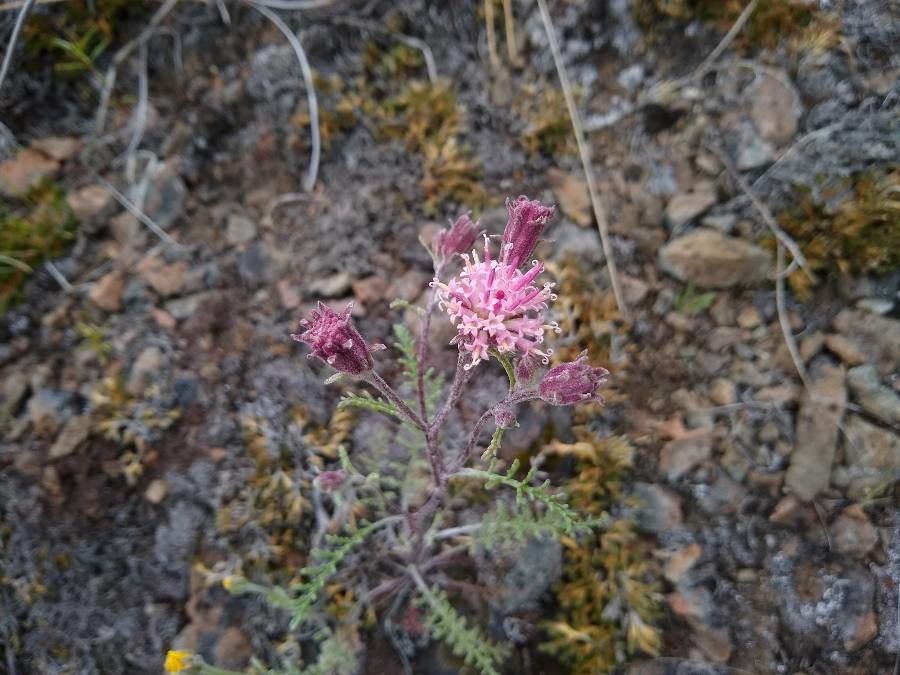 Chaenactis douglasii — related species from the same genus