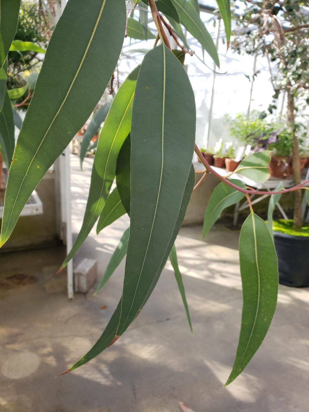 Corymbia eximia — related species from the same genus