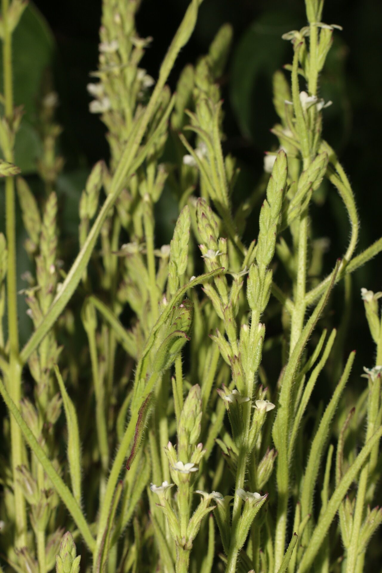 Buchnera pusilla — houseplant care guide