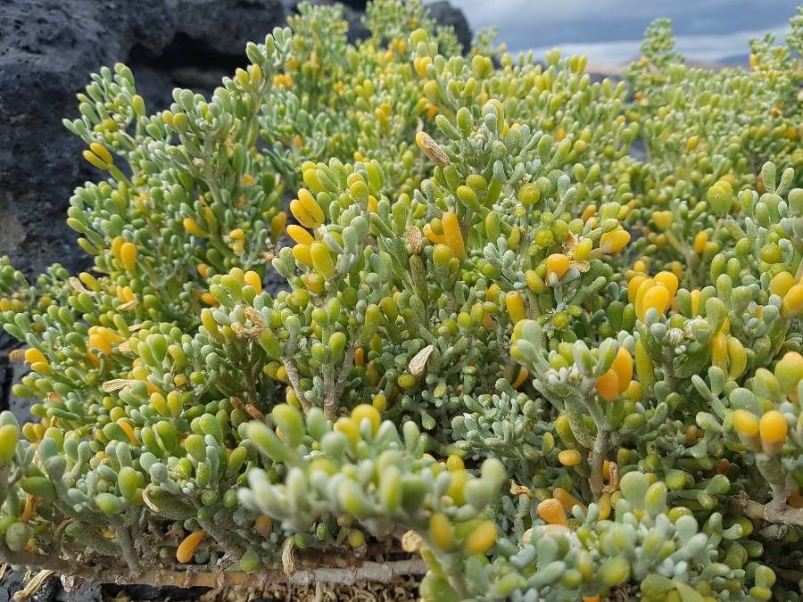 Zygophyllum fontanesii flower