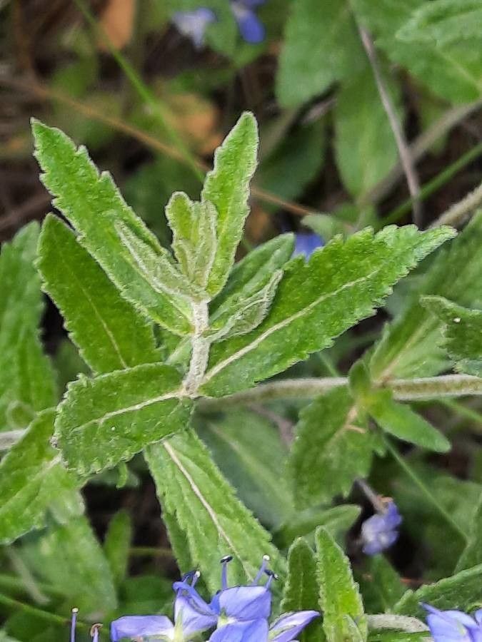 Veronica austriaca leaf