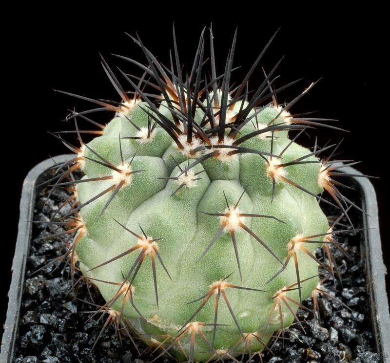 Copiapoa atacamensis habit