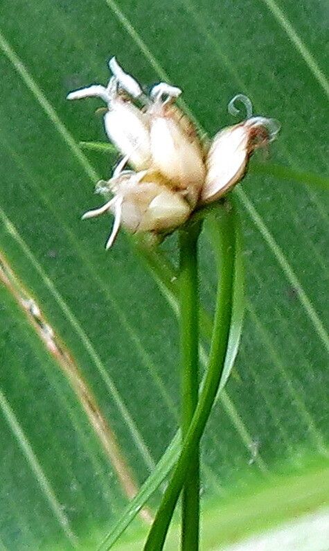 Rhynchospora radicans flower