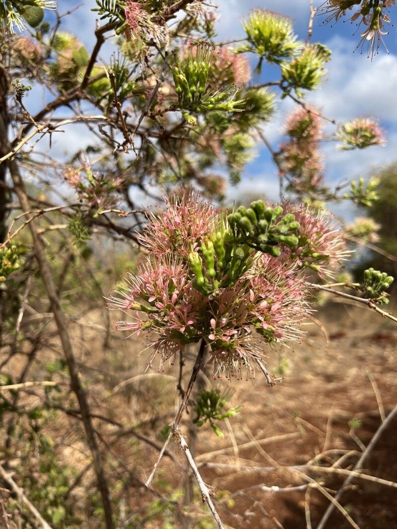 Combretum mossambicense flower