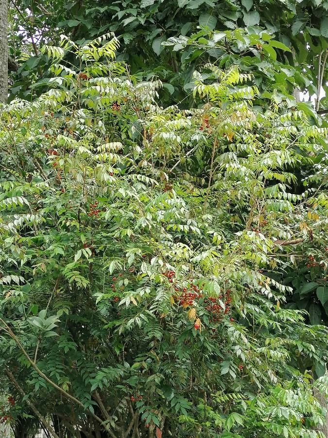 Picramnia pentandra — houseplant care guide