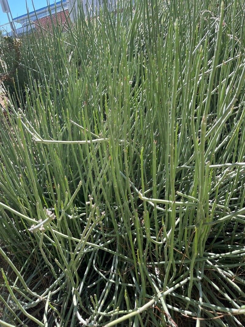 Euphorbia antisyphilitica leaf