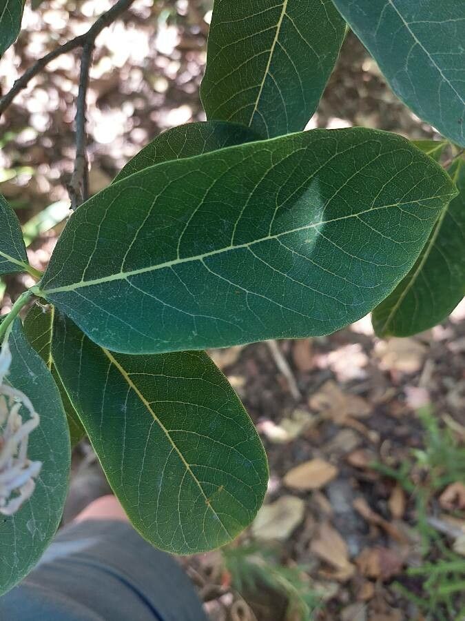Dais cotinifolia — search result for 'Uruguay'