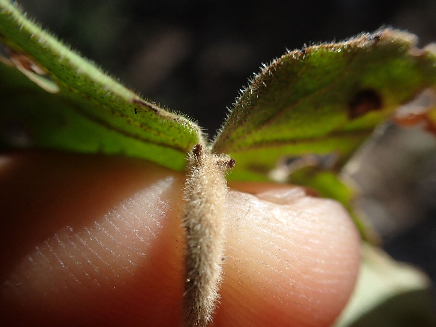 Croton mavoravina fruit