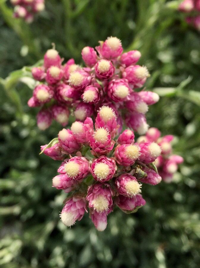 Antennaria rosea flower