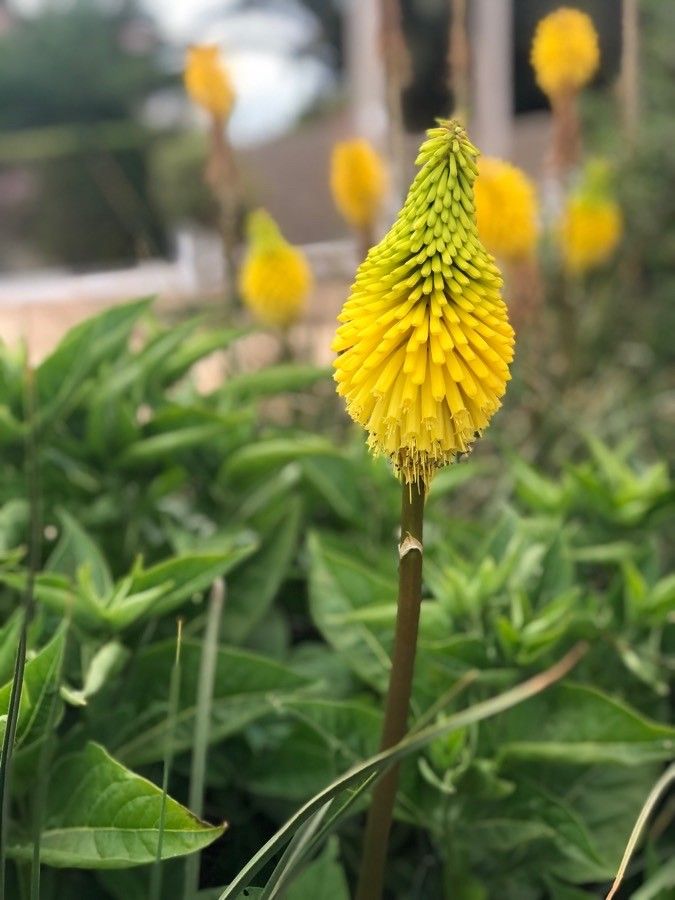 Kniphofia linearifolia flower