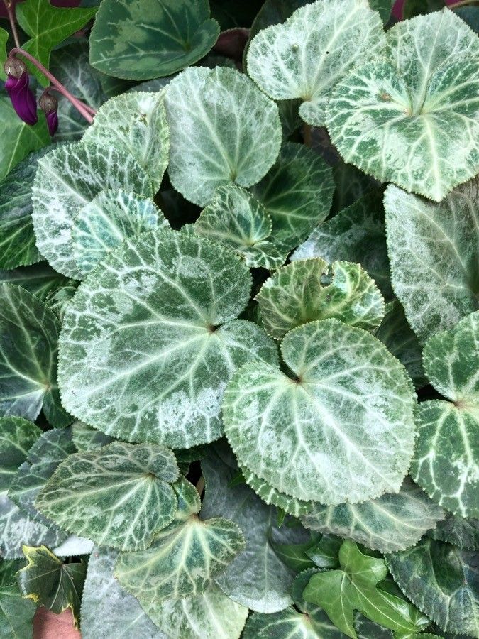 Cyclamen spp. — search result for 'Cyclamen'