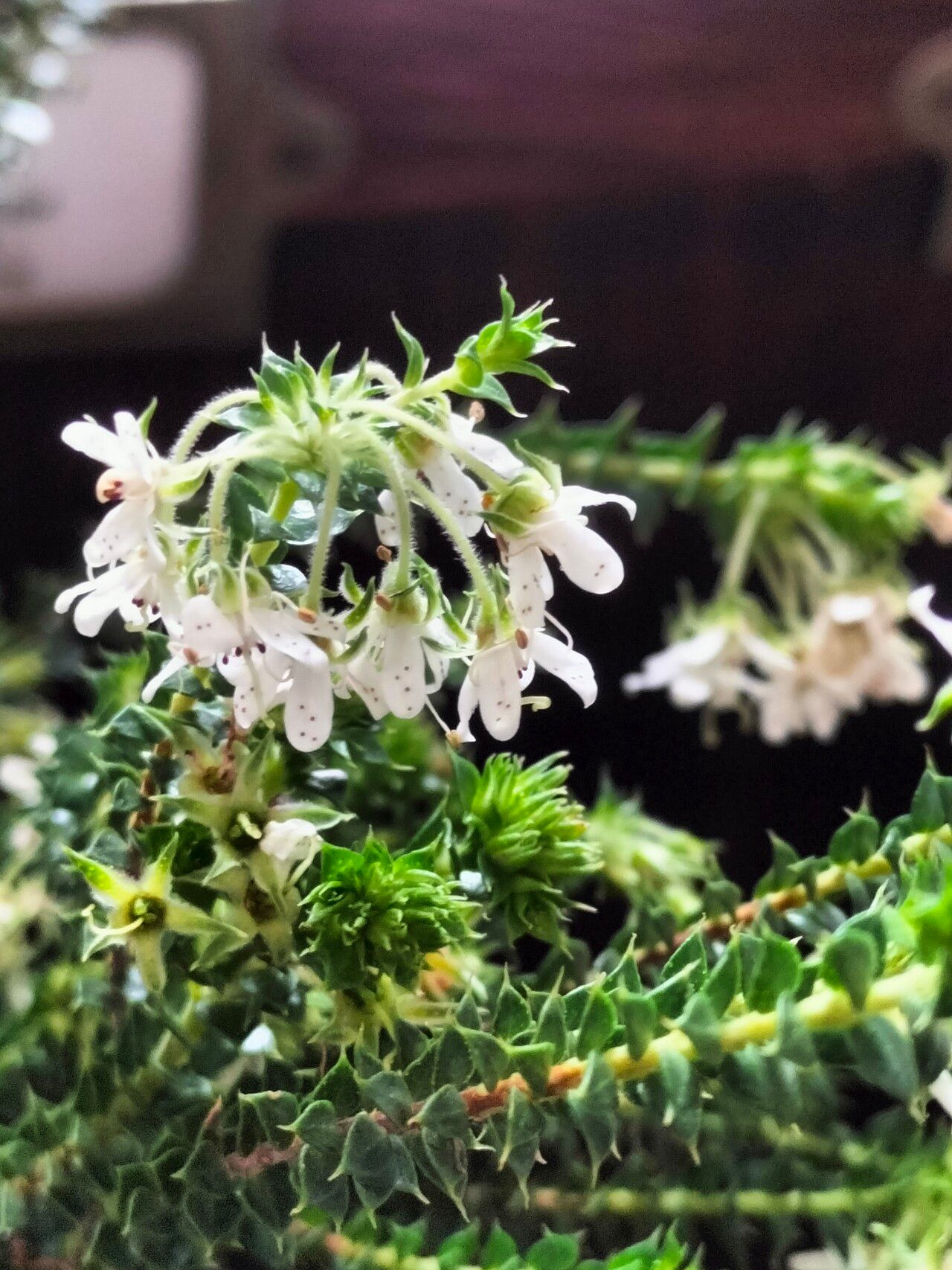 Agathosma mucronulata flower