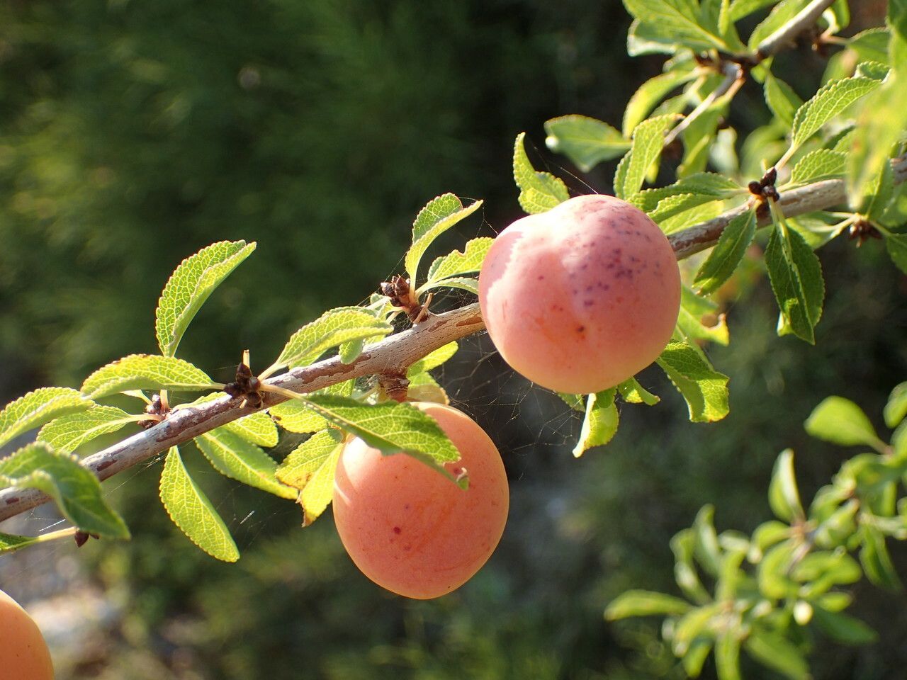 Prunus cocomilia fruit