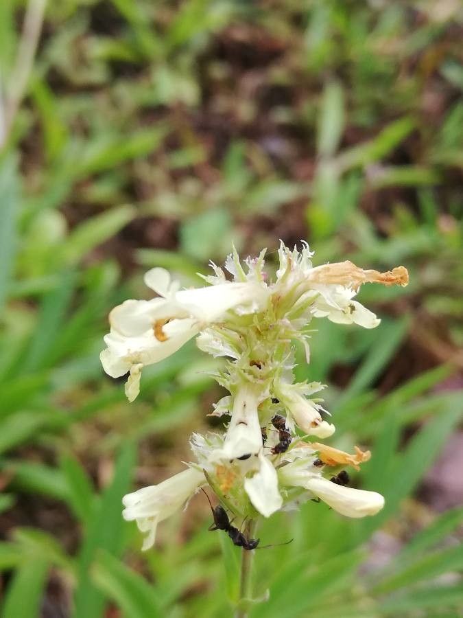 Penstemon confertus flower