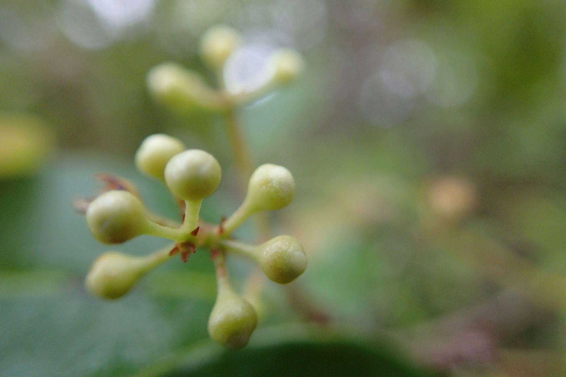 Syzygium capillaceum fruit