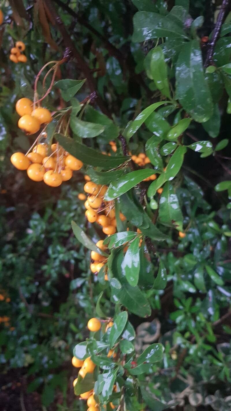Pyracantha crenulata flower