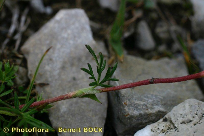 Potentilla multifida bark