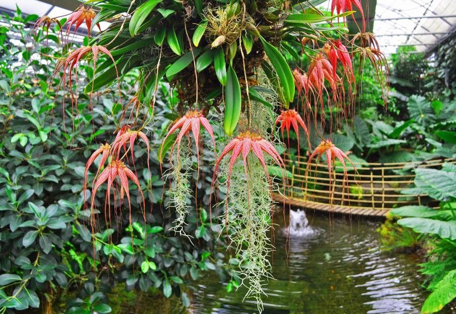 Bulbophyllum gracillimum flower