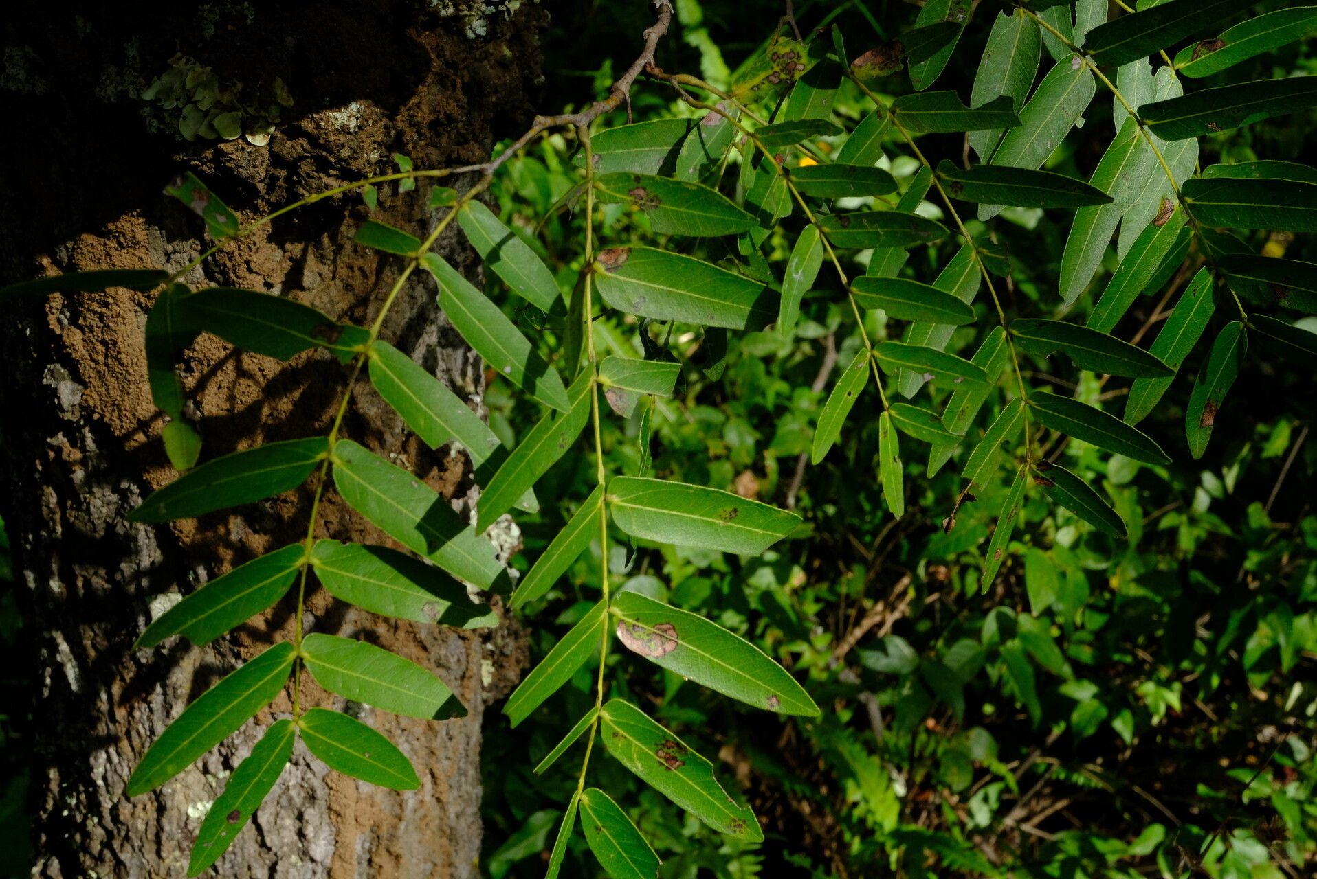 Brachystegia longifolia — houseplant care guide