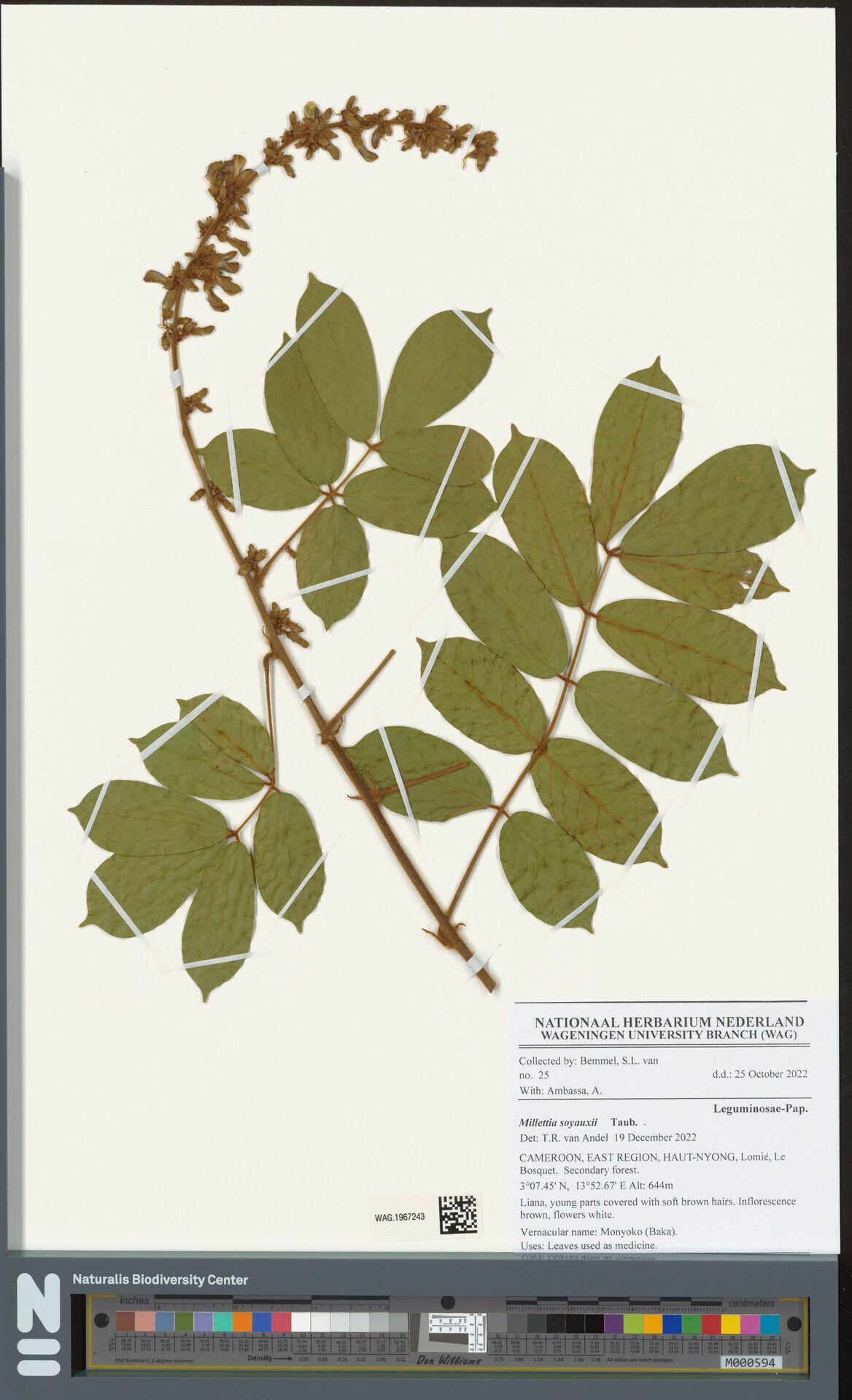 Millettia soyauxii — houseplant care guide