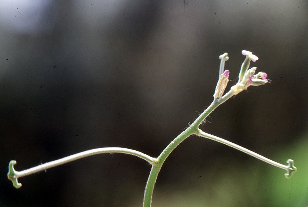 Matthiola parviflora other