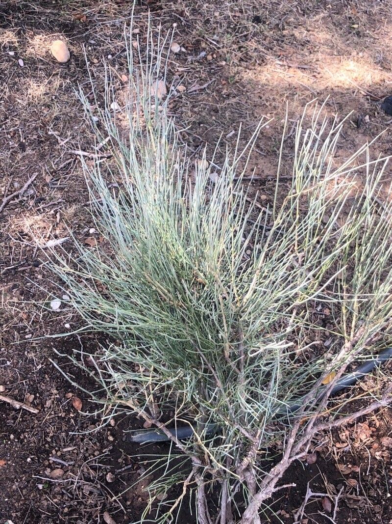 Ephedra equisetina leaf