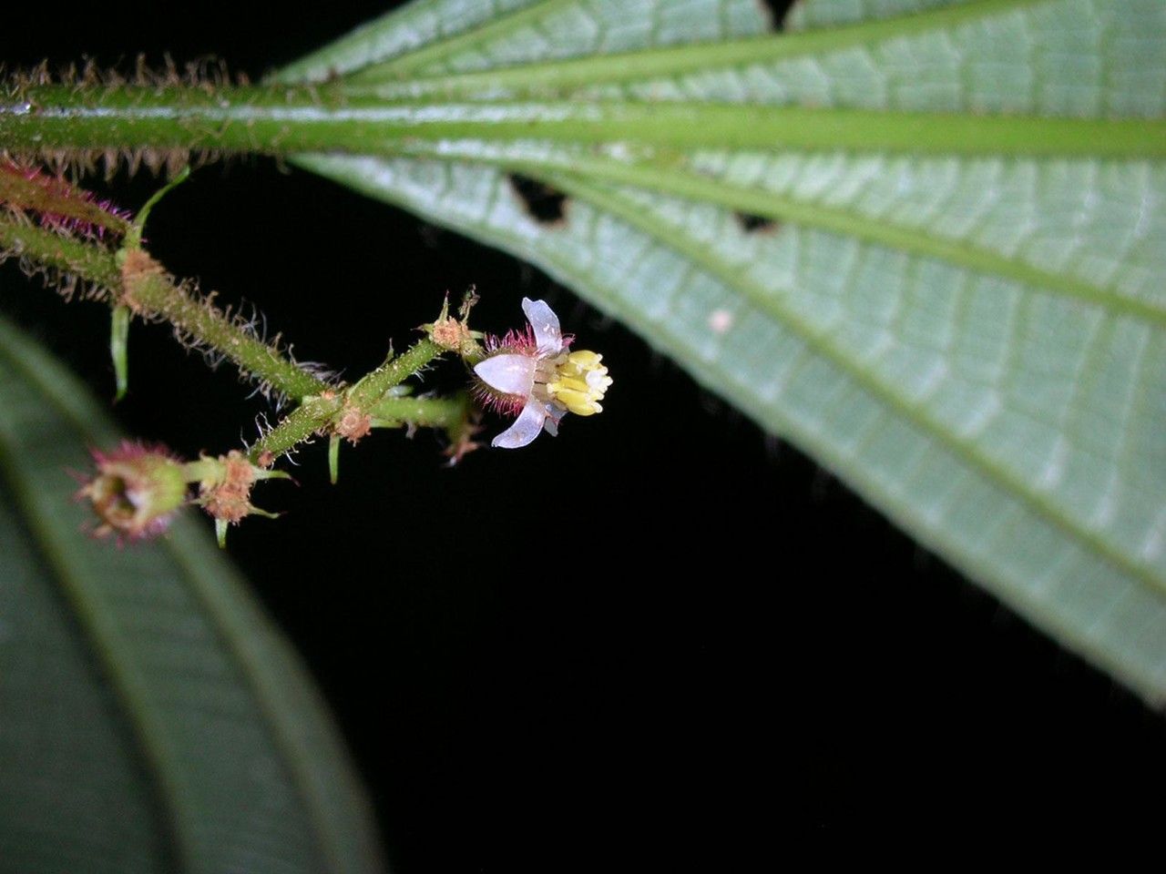 Clidemia hammelii flower