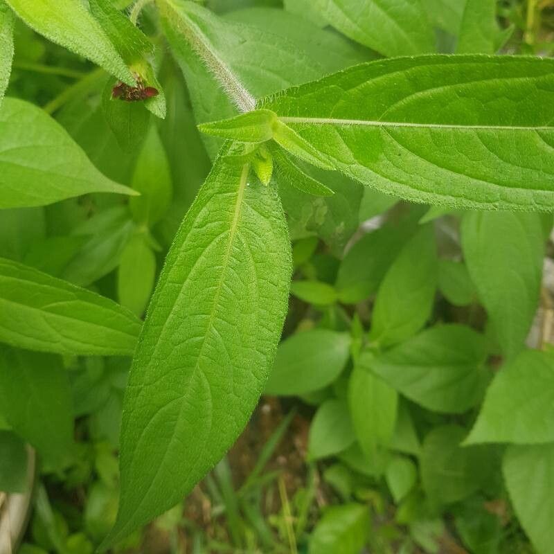 Aspilia kotschyi leaf