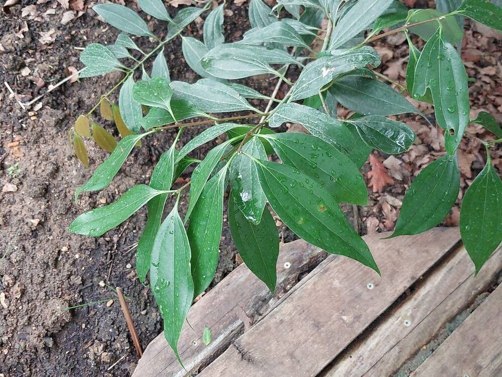 Cinnamomum sieboldii — search result for 'Cassia'